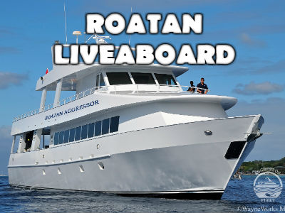 roatan menu