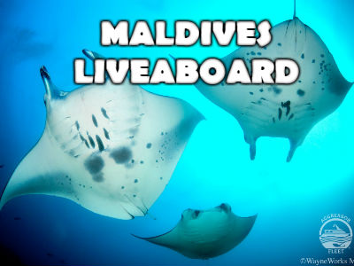 Maldives Liveaboard