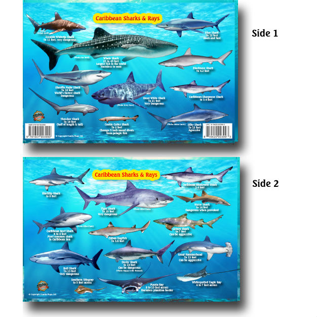 Costa Rica Sharks & Rays Franko Maps Laminated Fish Card 