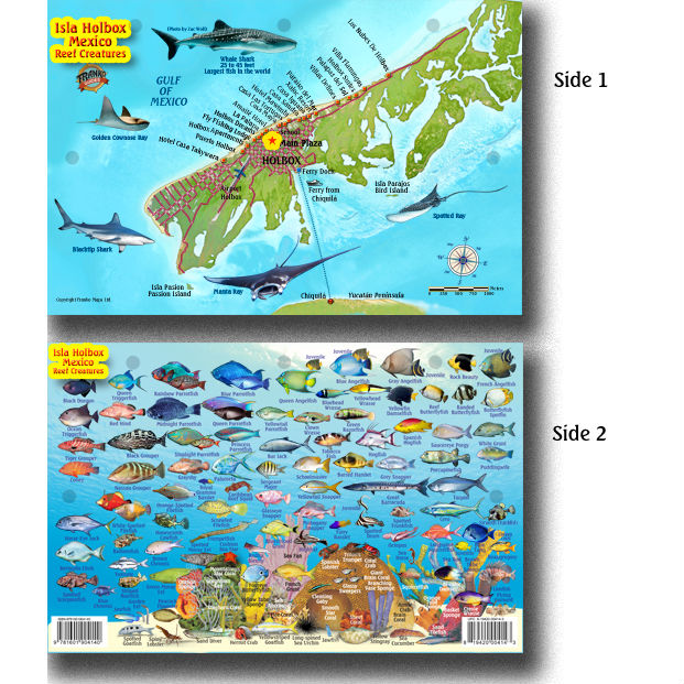 Holbox Diving Calendar January
