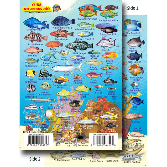 Cuba Dive Map & Coral Reef Creatures Guide Franko Maps Laminated Fish Card 