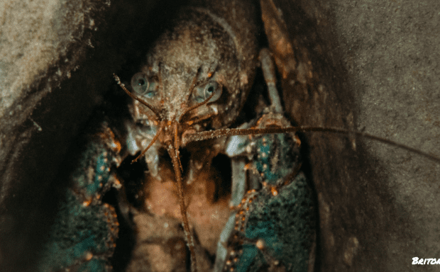Crayfish behind a rock