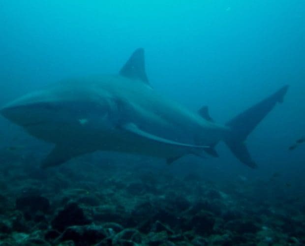 bat islands fiji