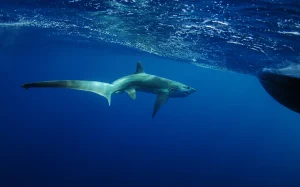 thresher shark malapascua