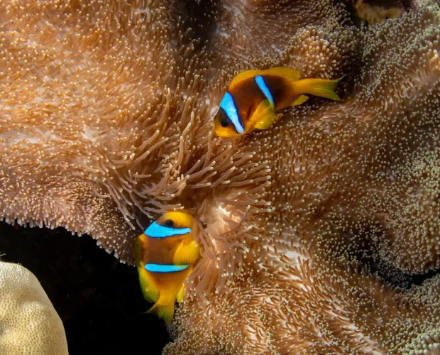 clownfish information