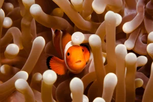 false clownfish