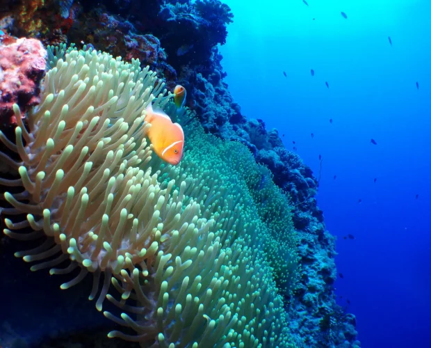 clown fish