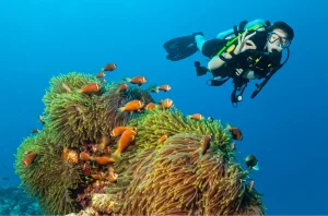 tomato clownfish