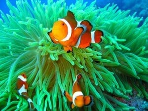 common clownfish