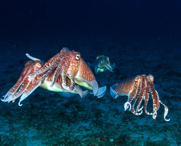 cuttlefish information