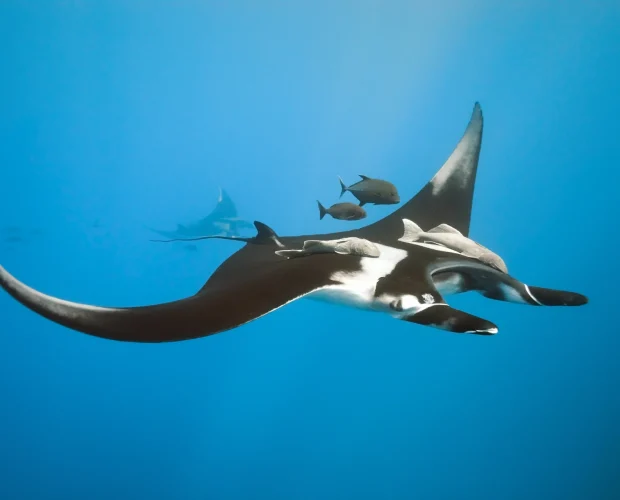 manta ray information