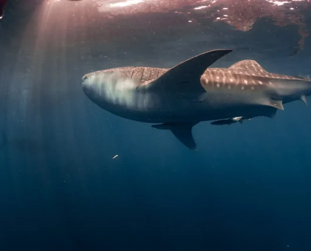 whale shark ningaloo australia