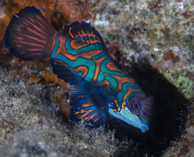 bohol scuba diving