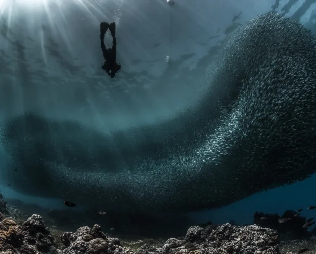 sardine run in bohol