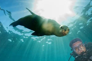 sea lion in San Carlos