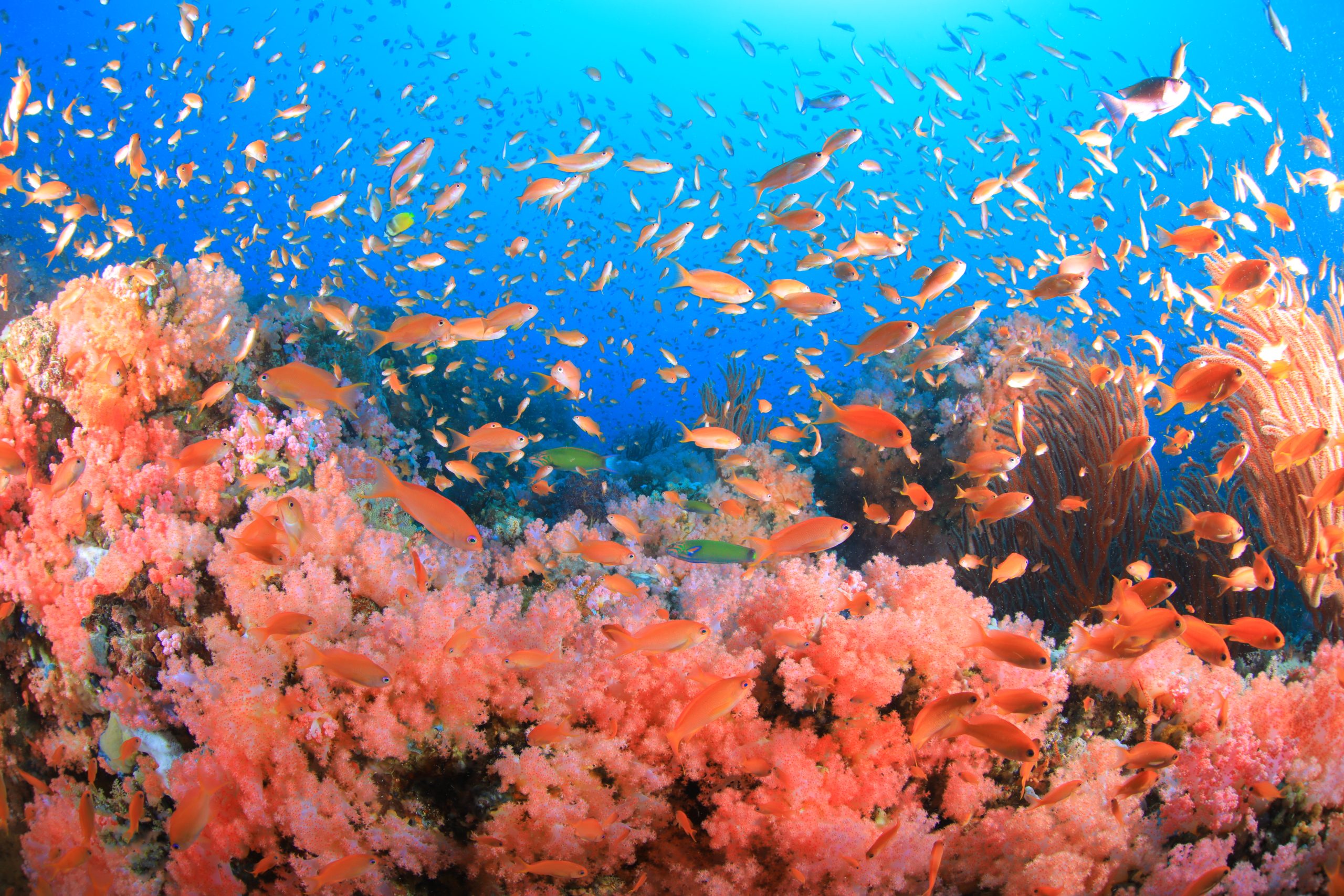 Scandi Divers Resort Group Trip