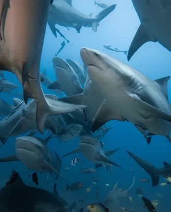 Fiji Beqa Lagoon Resort Group Trip