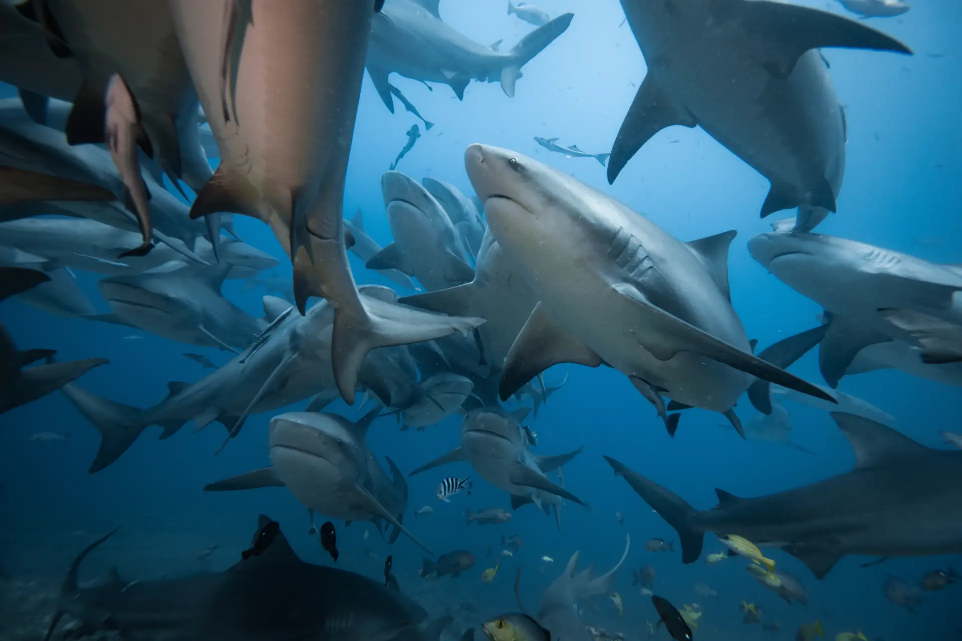 Fiji Beqa Lagoon Resort Group Trip